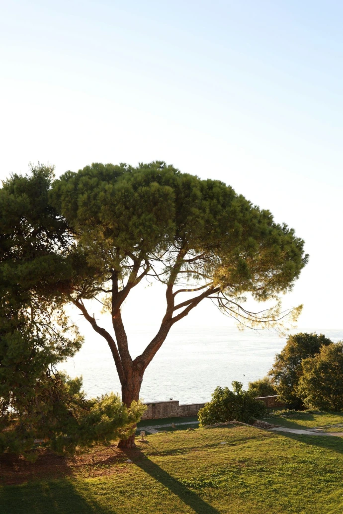arbre
